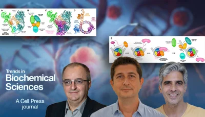 A new look at the molecular machinery of cell division