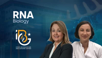 The study by IBG researchers offers a new perspective on liver cancer