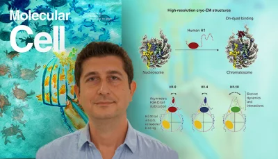 AN INTERNATIONAL COLLABORATIVE STUDY DEMONSTRATES THE ROLE OF EPIGENETICS IN THE STRUCTURAL DIVERSITY OF CHROMATIN