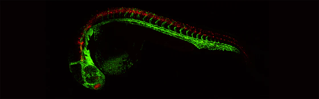optik görüntüleme